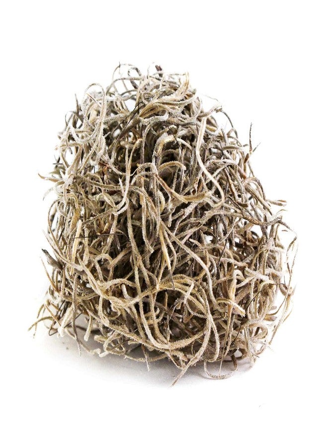Galapagos Galápagos (05160) Spanish Moss, Mini Bag - Image 2
